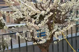 杭州这个小区的居民“种”出天台花园，成为社区网红景点图片