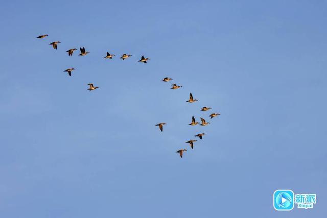 在冬日的潍坊海边，邂逅绝美画卷～