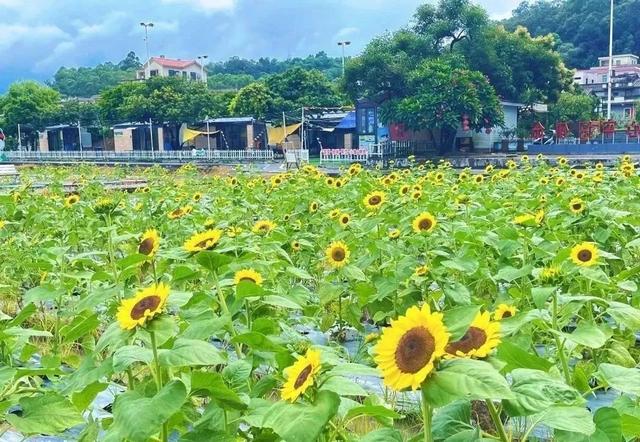 开平精彩“暑”不尽 | 赏花海、逛市集、淘好物！邀你一起到开平大沙“茶”收阳光→