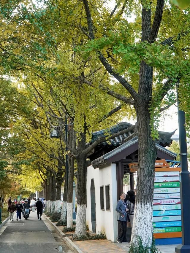 绿→黄，姑苏秋意进行时......