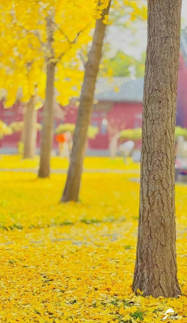 组图丨岱庙初冬美如诗 银杏书写“暖冬情书”