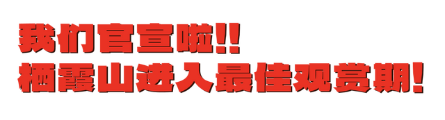 官宣：栖霞山进入最佳观赏期！