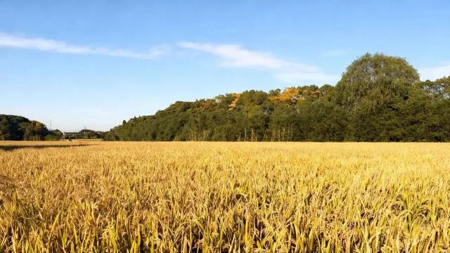 落叶、麦田、银杏……快来收藏这份秋日漫步地图