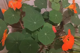 一场梦从南到北图片