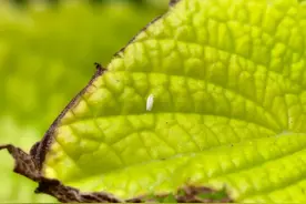 洛阳出现的“白色小飞虫”究竟是啥？答案来了！图片