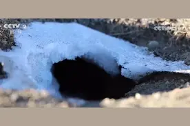 精准施策、科学严谨 透过“高原鼠害防治新实践”看中国绿色发展成色足图片