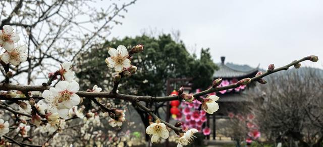 超山梅花开啦！夜游灯会、沉浸剧本游解锁赏梅新体验