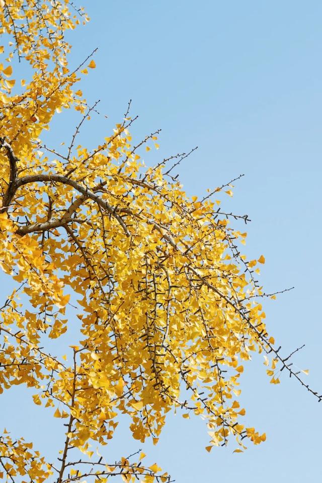 金山这些地方“含金量”满满，再不去等明年…