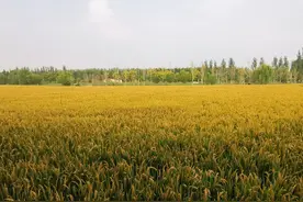 山东高青：黄河岸边稻谷香图片