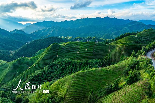 广西金秀：高山茶园晨景美