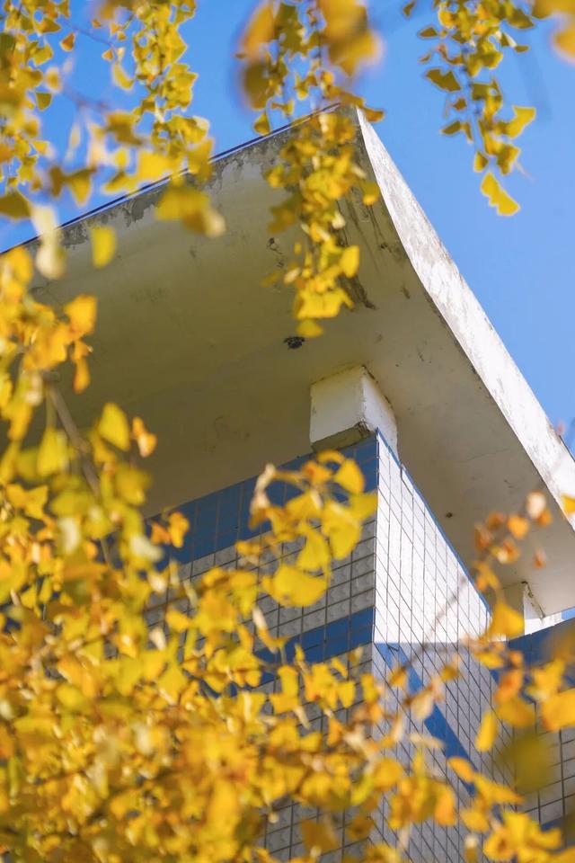 “美神”降临！太仓限定秋日美景，真的“杀”疯了！