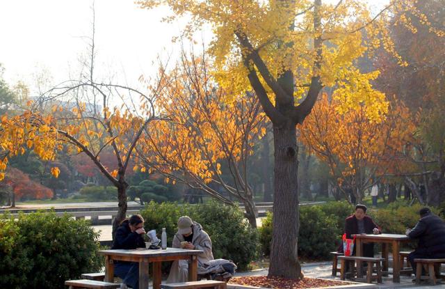 江苏苏州：桐泾公园斑斓冬景引客来