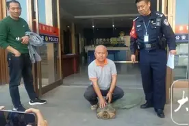 街头捡到一只大龟！“千万别放生”图片