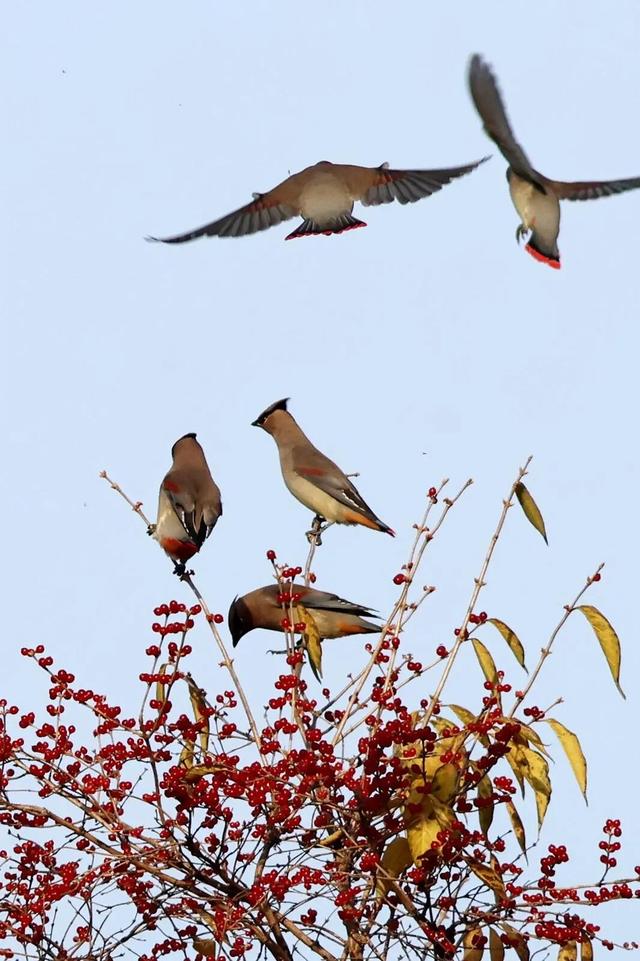 太平鸟群如约归朝 凌河初冬再添灵动