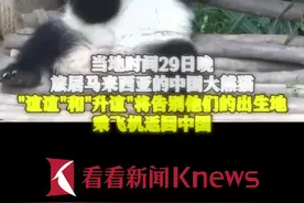 旅居马来西亚大熊猫“谊谊”和“升谊”29日启程回国图片