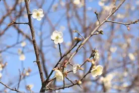 多图｜暗香浮动白似雪，麻涌青梅花开了！图片