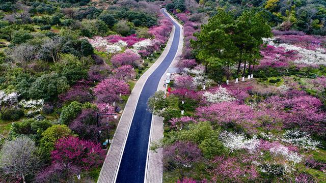 “宋梅有约，幸运编码”临平超山梅花季打造新春文旅盛宴