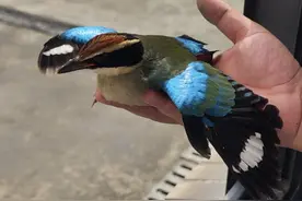 全球不到一万只！国家二级保护动物仙八色鸫现身钱塘图片