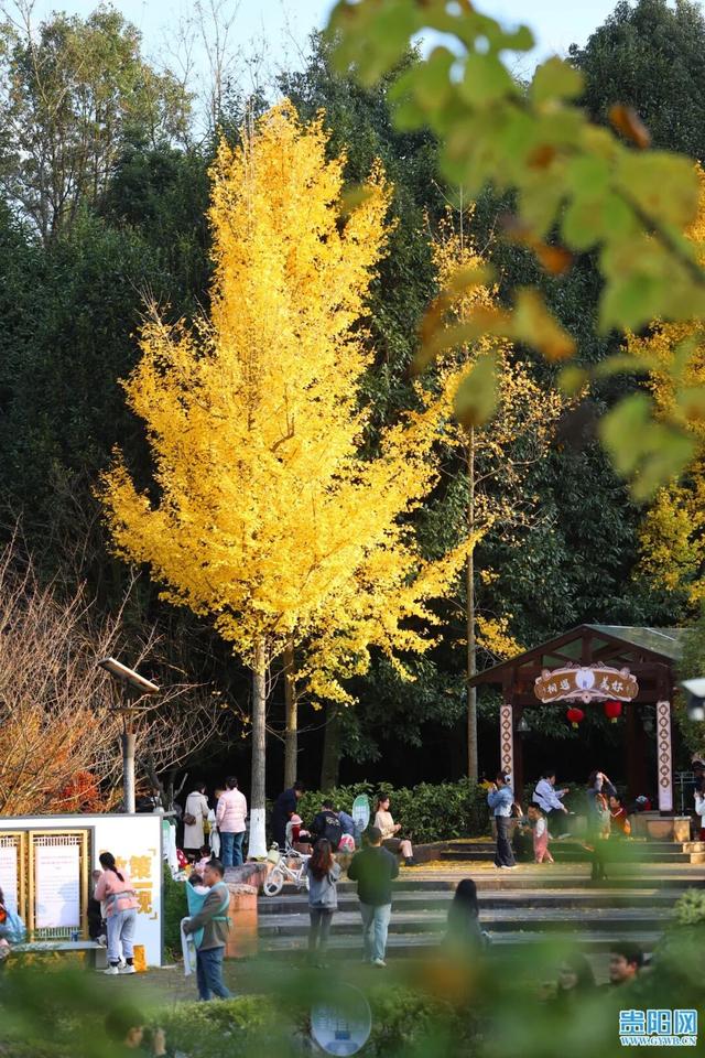 这含“金”量，不摆啦！贵阳的秋天，谁懂？