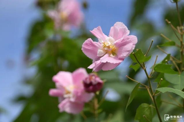 它开了！福州这份冬日浪漫藏不住啦！