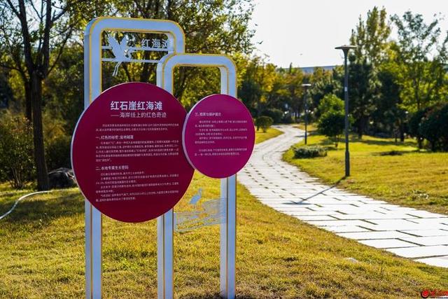 红海滩的“红”从何而来？