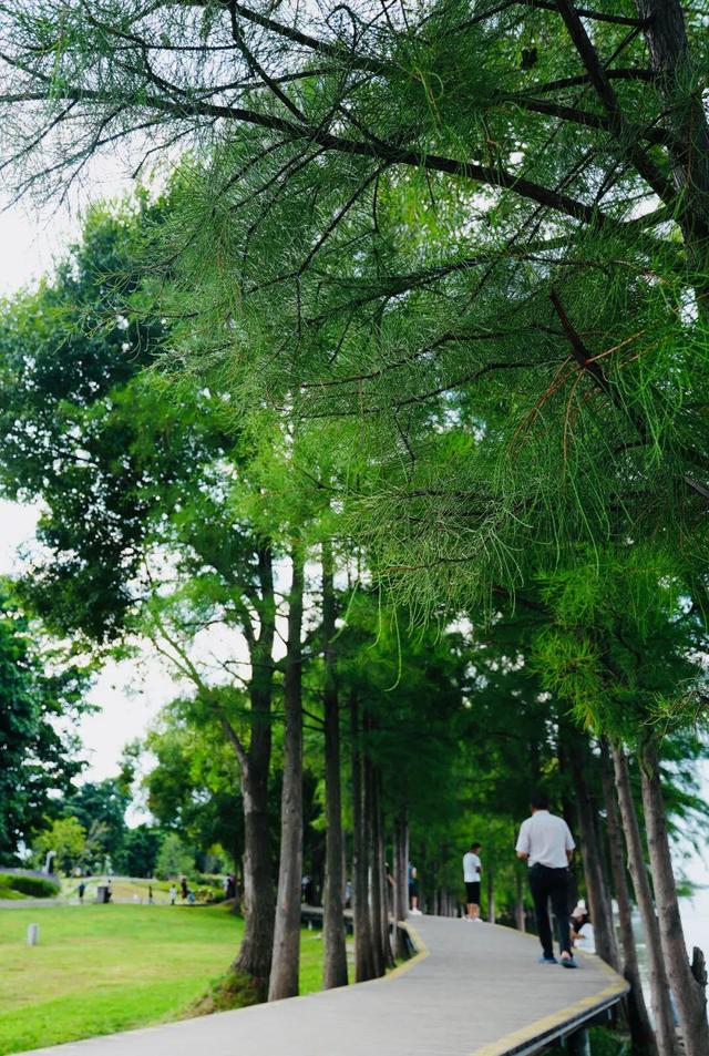大理最治愈的129公里：这个夏天，在洱海边找到生活的解药