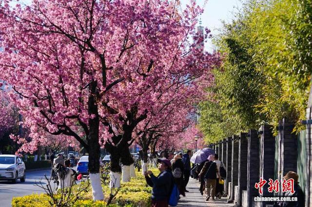 云南昆明冬樱花盛开勾勒冬日画卷
