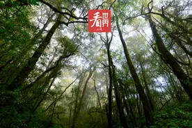 镜头聚焦云南哀牢山：原始森林部分已成景区，当地人不敢贸然进入深山图片