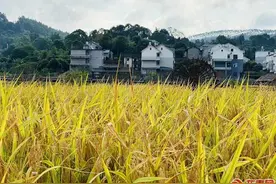 莆田涵江坪盘村：中秋佳节 喜看稻菽千重浪图片