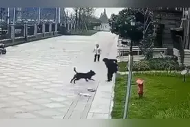 注意！广州明确禁养这些犬种→图片