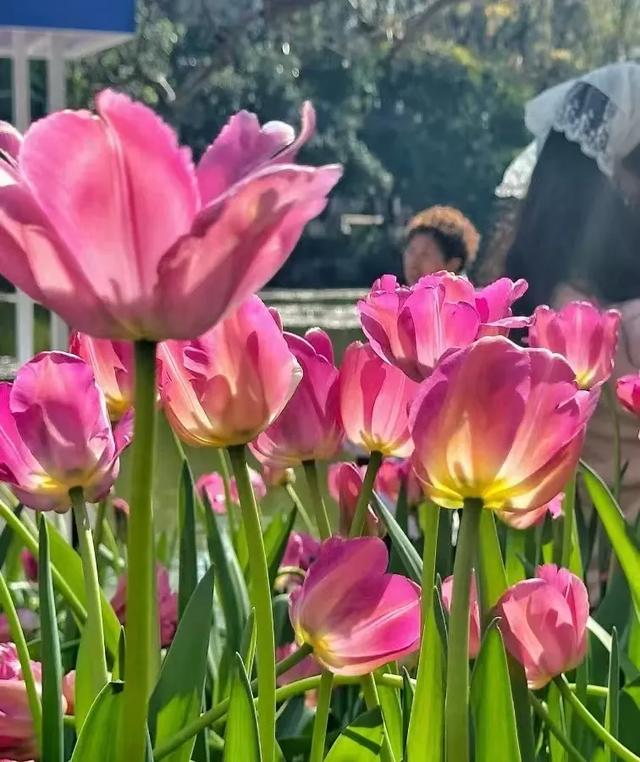 冬樱花、梅花、郁金香、虞美人......昆明最全赏花攻略请查收