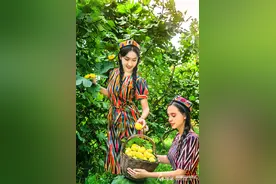 克州立法推动无花果产业高质量发展图片