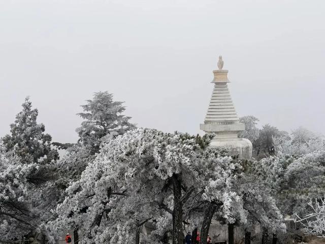 江西一夜入冬，可是雾凇怎么会这么好看！