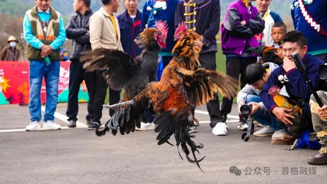 【冬季暖阳 凉山不凉】普格螺髻山非遗进景区，解锁彝历年新玩法