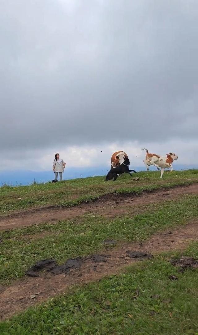 五台山又有徒步者带狗上山遭牛群攻击，专业领队建议野外徒步慎带宠物狗