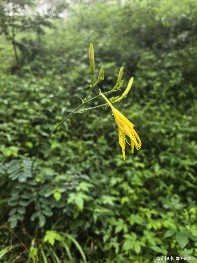 周末的药乡国家森林公园，云雾缭绕恍如仙境