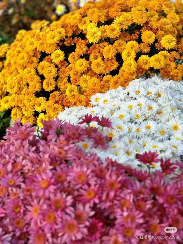 航旅融合 | 抽免费机票，来三明欣赏不一样的初冬景色！