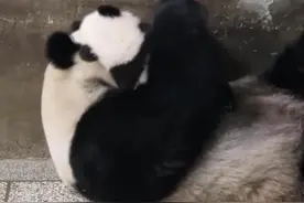 又增长啦！这里的大熊猫圈养种群数量已达49只图片