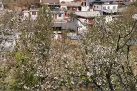 卢氏樱桃沟：乡村变“花海” “颜值”变“产值”图片