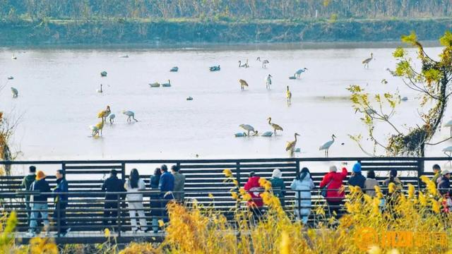 元旦去哪儿？来江西，赴一场候鸟之约