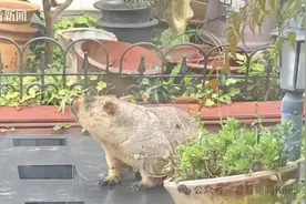 上海有小区惊现不明生物！不要摸，不要碰！紧急提醒图片