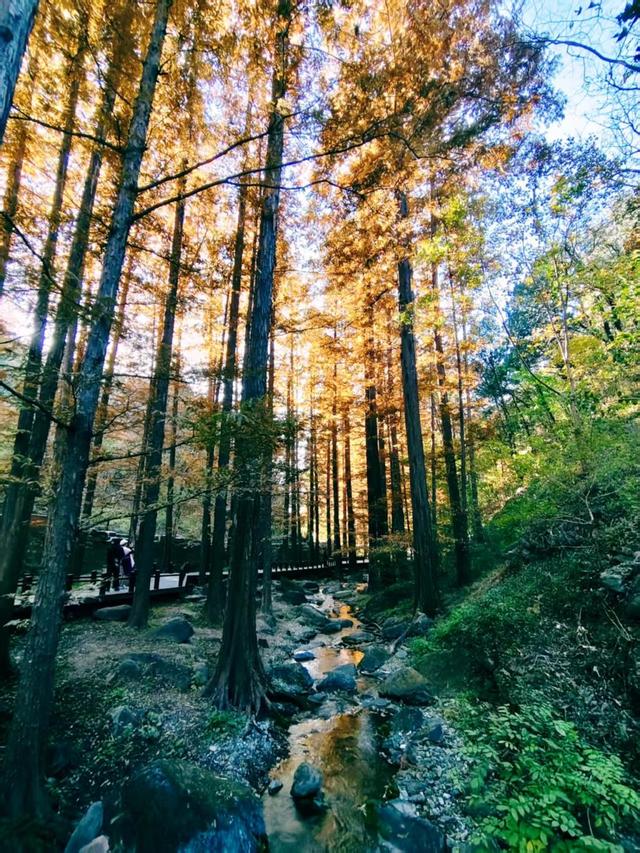 银杏抖落金箔，枫叶浸了酒红！国家植物园赏秋最佳时