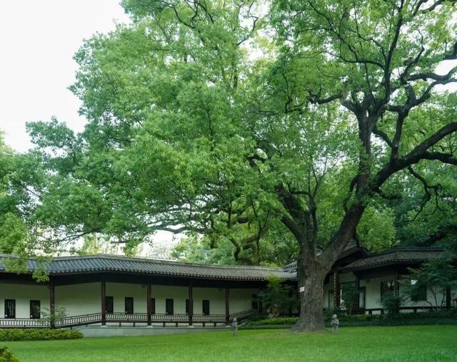 每一棵都独一无二，杭州这些“漂亮树”成热门打卡点