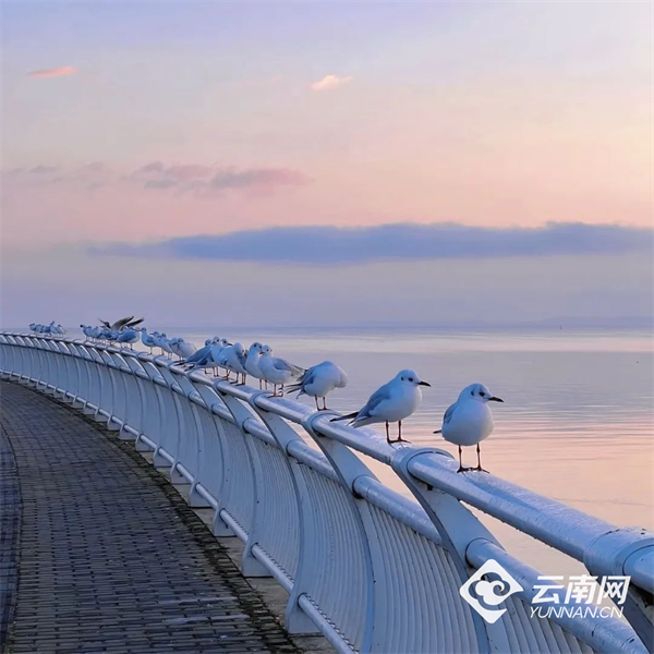 【早安云南·云游】浪漫值已拉满！快来邂逅昆明的“冬日顶流”