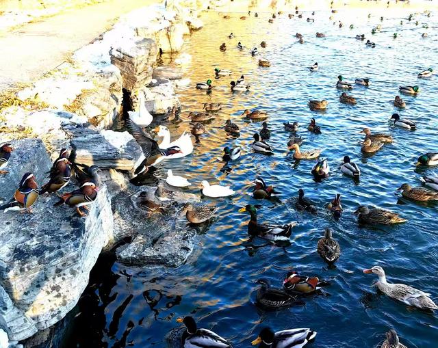 北京农展馆后湖，何以引来百鸟嬉？现场探秘——