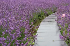 邂逅浪漫紫海，嘉定这里的薰衣草迎来颜值巅峰图片