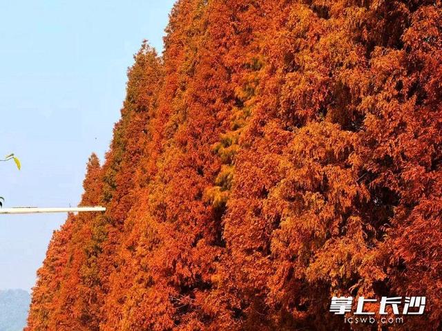 红杉如火！这条路上的水杉进入最佳观赏期