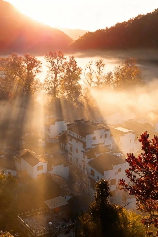 杉树红了！江西这些地方拍“红杉”大片超赞