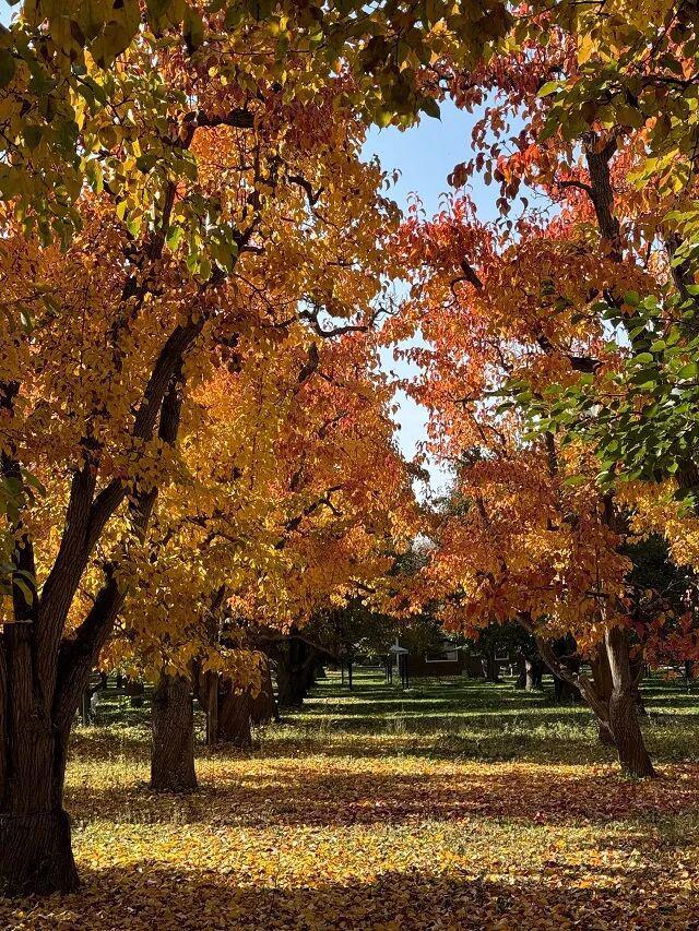 【文旅新地标】什川古梨园丨黄河河谷生态地标，田园文旅典范