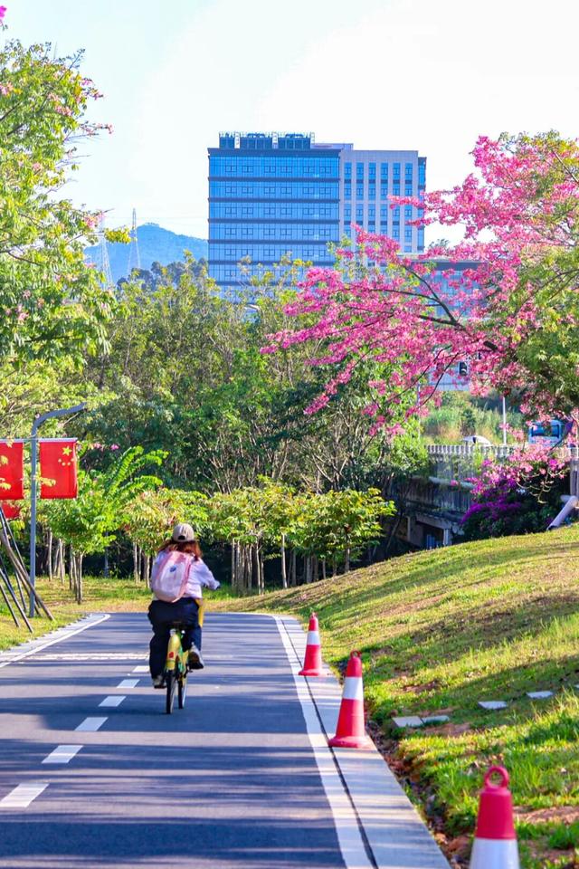 最美松湖 | 这棵“顶流”异木棉到底有多顶？